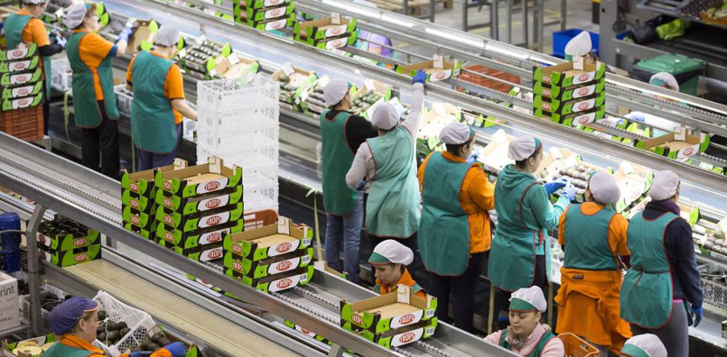 SOLICITAN EMPACADORES DE CONFITADOS EN FABRICAS EN LATINOAMERICA| + DE 80 PUESTOS DE EMPLEO